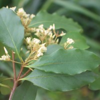 <i>Pittosporum ferrugineum</i>  W.T.Aiton